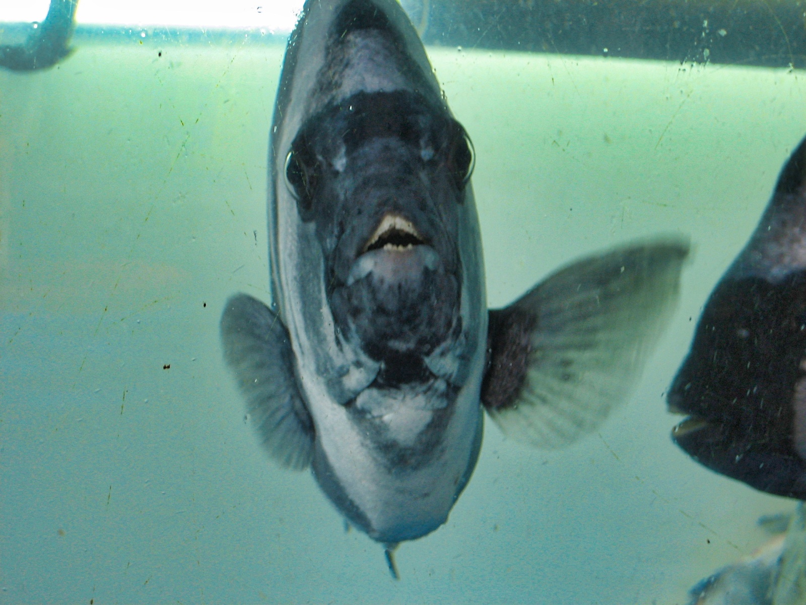 Friske fisk